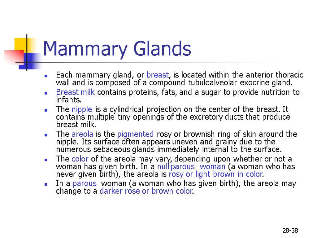 28-38 Mammary Glands Each mammary gland, or breast, is located within the anterior thoracic